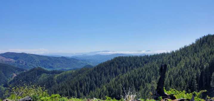 Counties consider partnering with Columbia Land Trust to buy up forests in Grays River watershed