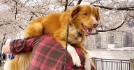 IFC petitions Oscars to recognize animal actors