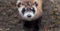 Endangered ferrets in more jeopardy as government shutdown drags on, wildlife expert warns