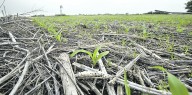 El clima: precipitaciones en el norte y centro del país, con marcada amplitud térmica durante la semana