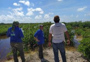 Revertir daños en manglares de Sian Ka'an cuesta hasta 100 mil pesos por hectárea