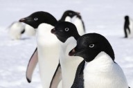 Científicos demuestran que los pingüinos son difusores de contaminación en la Antártida
