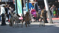 ¿Cómo le ha ido en BC a la Fiscalía especializada en delitos contra animales?