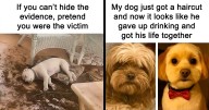 89 Funny And Adorable Animal Memes That Fight Sadness And Boredom With 100% Efficiency