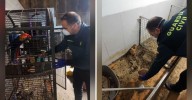 Vídeo | Desmantelan un criadero clandestino con 250 animales muertos y 171 en estado crítico en A Coruña