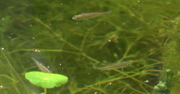 Endangered Sonoyta pupfish find new home at U of A Biosphere 2