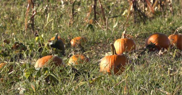 Sarah's Pumpkin Patch thrives despite drought conditions