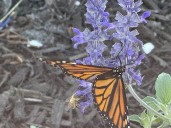 National home builder Taylor Morrison adds gardens to its communities to help monarch butterflies