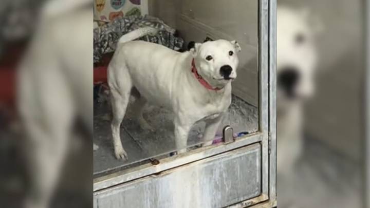 Kansas Dog Mom Watches Others Get Adopted While She Waits For Her Turn