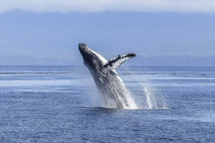 Australia celebrates ‘humpback comeback,’ but a main food source is under threat