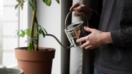 Cómo mantener vivas las plantas en macetas durante todo el invierno: con un secreto sencillo