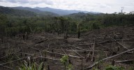 Climate change, deforestation impact Amazon's flying rivers