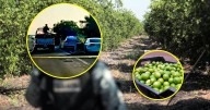 Asesinan al líder limonero de Michoacán; encontraron su cuerpo en su vehículo cerca de una carretera con impactos de bala