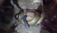 Chambeador muere tras ser atacado por anaconda gigante: así quedó el pobrecillo (VIDEO FUERTE)