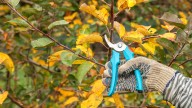 13 Things To Do In The Fall To Keep A Fruit Tree Healthy Over The Winter