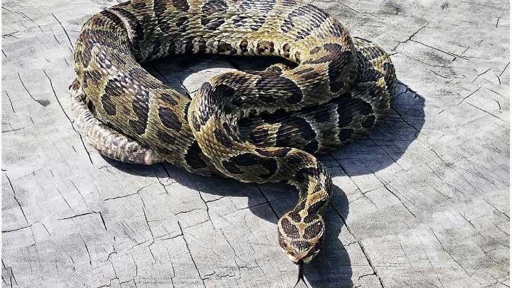 Entre Ríos: ¿Qué hacer ante las mordura de serpientes?