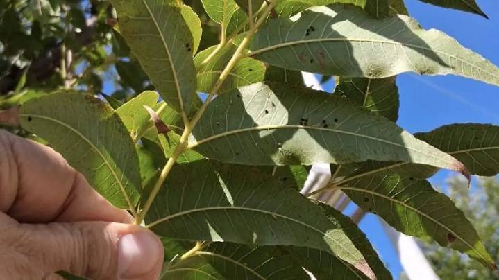 Plaga de pulgón negro se propaga en nogales de Chihuahua; amenaza producción del 2026