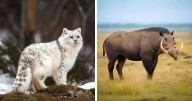 Speculative Evolution Of Animals Millions Of Years From Now By Paleorex (13 Pics)