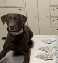 K-9 retires after eight years of service with Idaho State Police