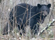 Weather, food lead to average Minnesota bear season