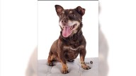 Chihuahua-Dachshund mix Jason loves life – and maybe you – Orange County Register