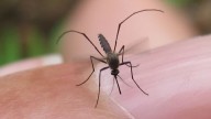 Hays County mosquito trap tests positive for West Nile Virus