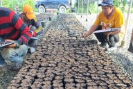 Venezuela importa más de 200 mil semillas de palma aceitera desde Indonesia