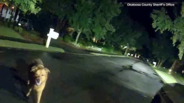 VIDEO: Hero dog helps deputy save elderly woman in Florida