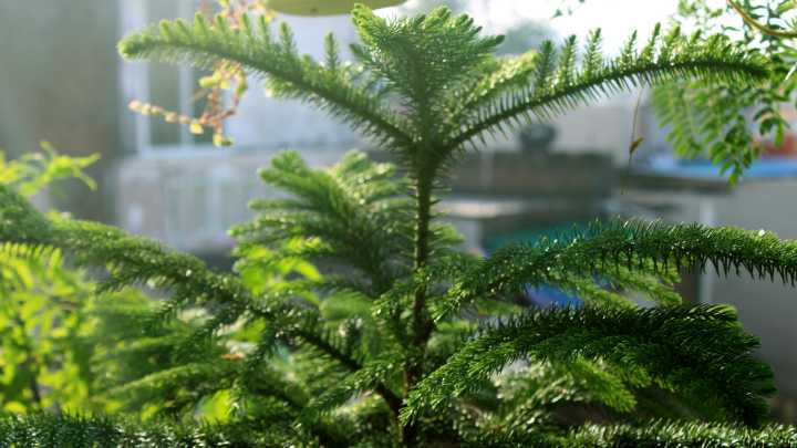 Want To Keep Your Norfolk Pines Safe This Winter? Martha Stewart Has You Covered