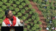 Naciones Unidas ampliará método para medir los cultivos de coca tras cuestionamientos del presidente Gustavo Petro: esto respondió el mandatario