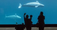 In ‘critical’ state, Marineland gives feds Tuesday deadline for funding to care for belugas