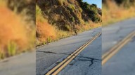 California Couple Finds Frightened Dog On Trail, Then Drives Him 15 Hours To A New Beginning