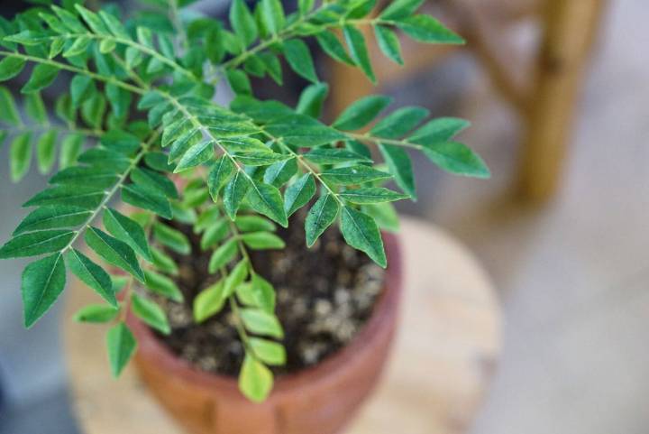 7 Essential Tips to Keep Your Curry Leaf Plant Healthy During Winter