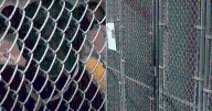 Animal Care Seizes 32 Dogs from Suspected Fighting and Breeding Ring