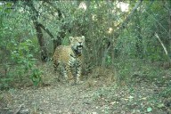 Liberaron una nueva hembra de yaguareté en el Parque Nacional El Impenetrable
