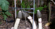 Stinkhorn mushrooms earn their name
