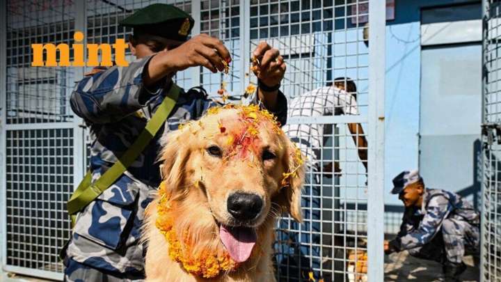 Kukur Tihar 2025: Nepal pays respect to dogs, worships canines; See pics