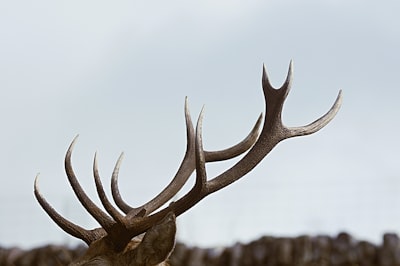 ISP share tips as deer become more present in roadways
