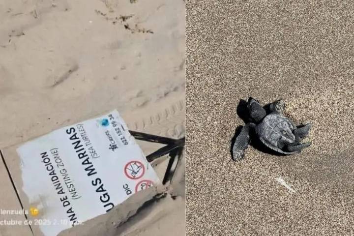 Crías de tortugas mueren mientras vandalizan letreros en Sonora