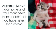 A Day Is Not Complete Without Looking At Memes So Here Are 79 For You To Laugh At