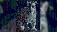 Sacramento Zoo announces death of female clouded leopard 'Serai' to community