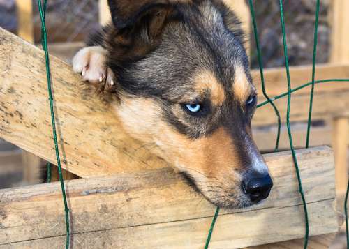 Deadline Detroit | Wayne County Stepping Up Efforts to Prosecute Animal Cruelty. 'It's Part of Family Violence,' Prosecutor Says.