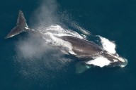 Una de las ballenas más raras del mundo aumenta su población