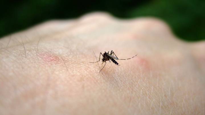 LA County reports first locally acquired dengue case of 2025 mosquito season