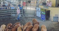 Angus feeder cattle hold their value at the Grafton store sale