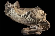 Dinosaur ‘mummies’ help scientists visualize the fleshy details of these ancient animals