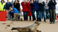 Arctic seals and more than half of bird species are in trouble on latest list of threatened species