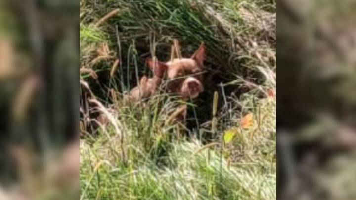 Shock As Dog Is Found Dumped And Alone In Tall Grass In Michigan, With Only A Bag Of Food