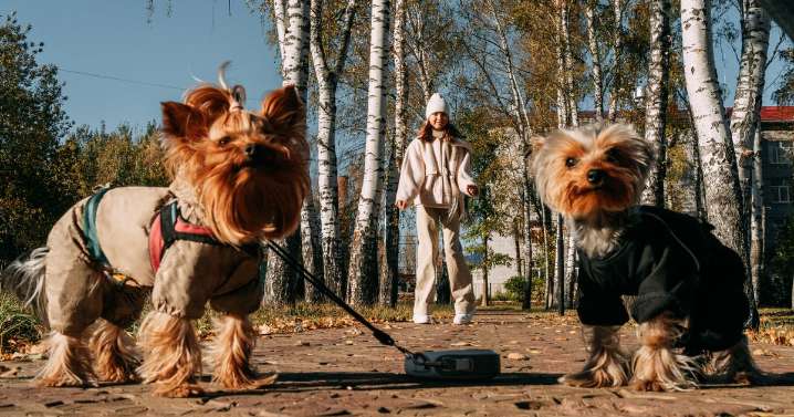 Scots renters will have right to keep pets for first time animal welfare groups praise move