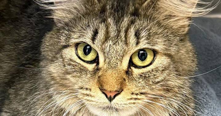 People for Cats — October 3, 2025